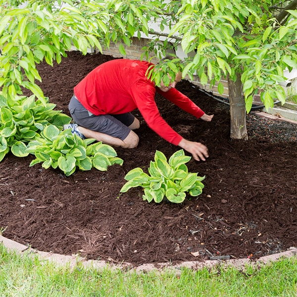 you can choose the type and color of mulch for installation based on your personal preference and the needs of your garden